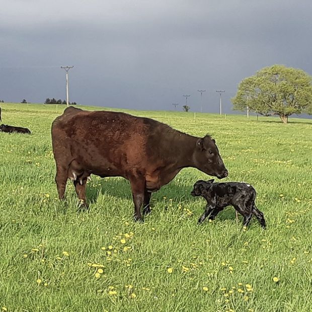 Aberdeen Angus Kuh Heidrun