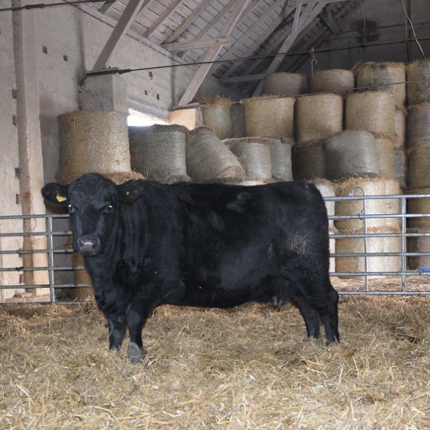 Aberdeen Angus Kuch alt