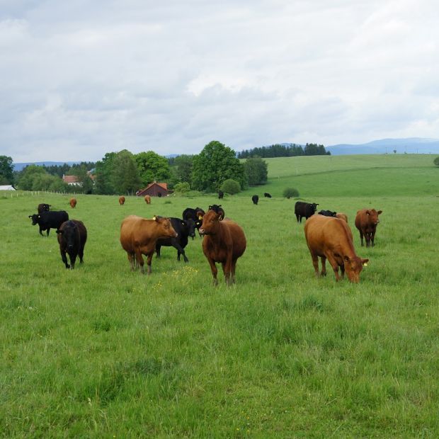 Kalliste Aberdeen Angus cowherd