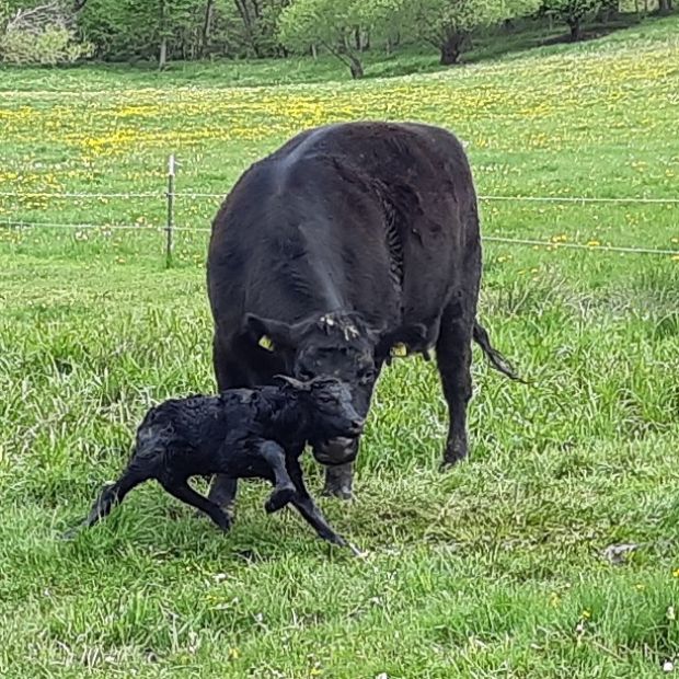 Aberdeen Angus Kuh Akita