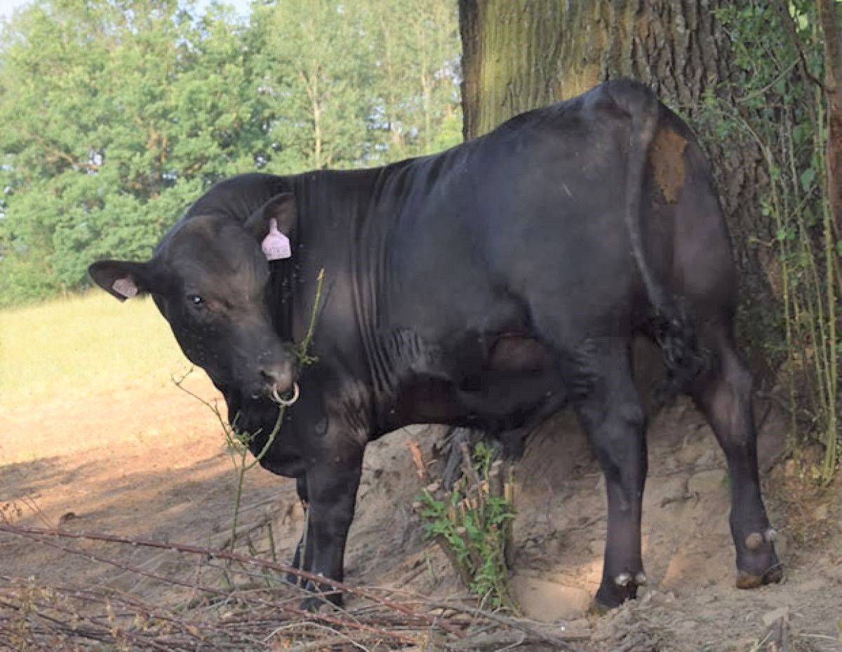 Kalliste Eric Transformer Aberdeen Angus Bulle