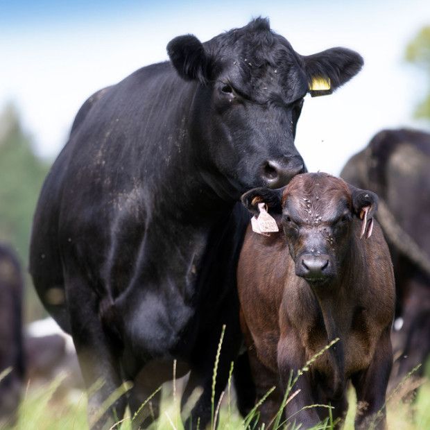aberdeen angus kuh