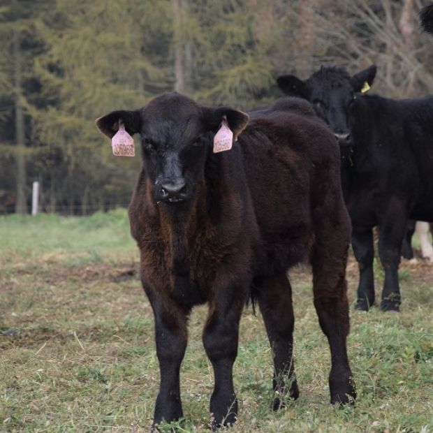 aberdeen angus zuchtkalb