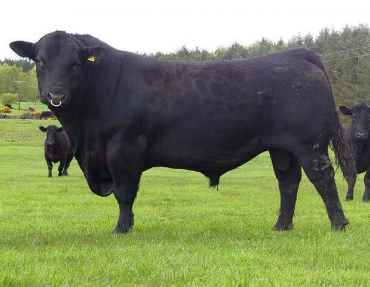 Rawburn Boss Hog