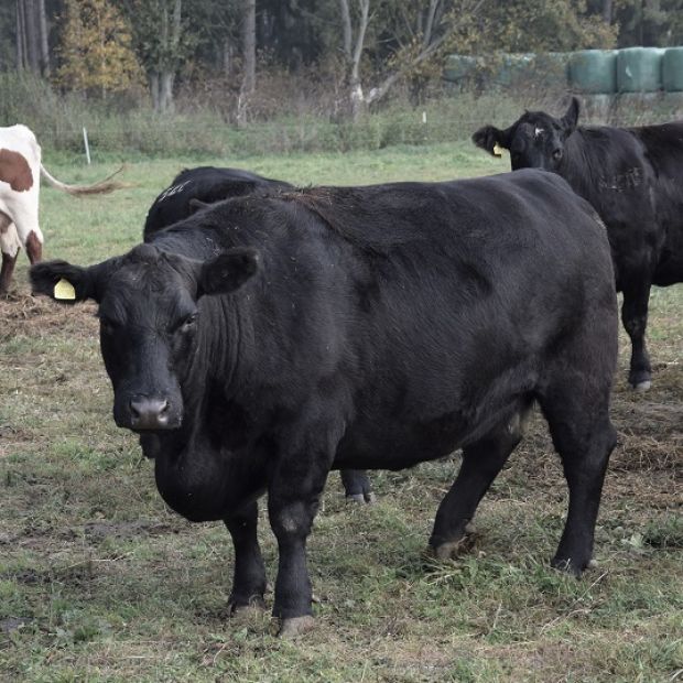 aberdeeen angus cow