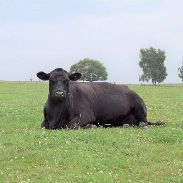 aberdeen angus