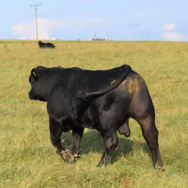 angus bulle kalliste