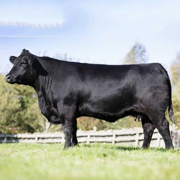 ellen erica aberdeen angus kuh