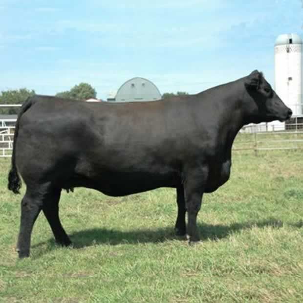 hoff-black-bird-angus-kuh