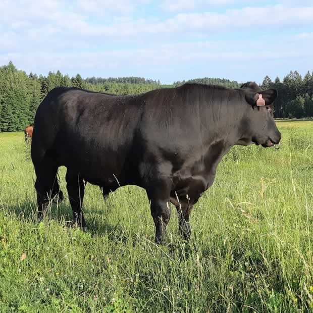 aberdeen angus bulle