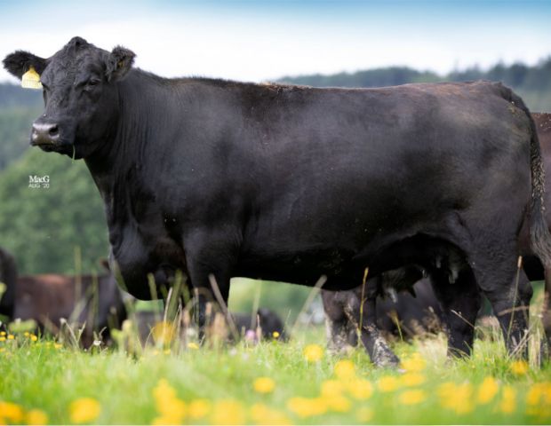 aberdeen angus cow