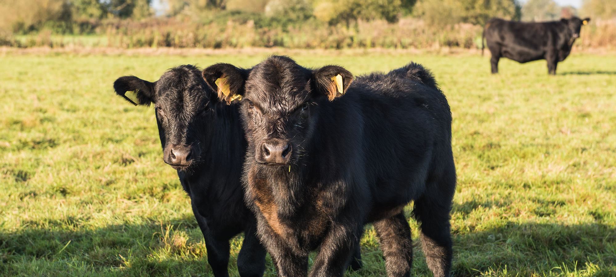 Angus Rind auf Gut Kalliste, der Ökohof im südlichen Böhmerwald