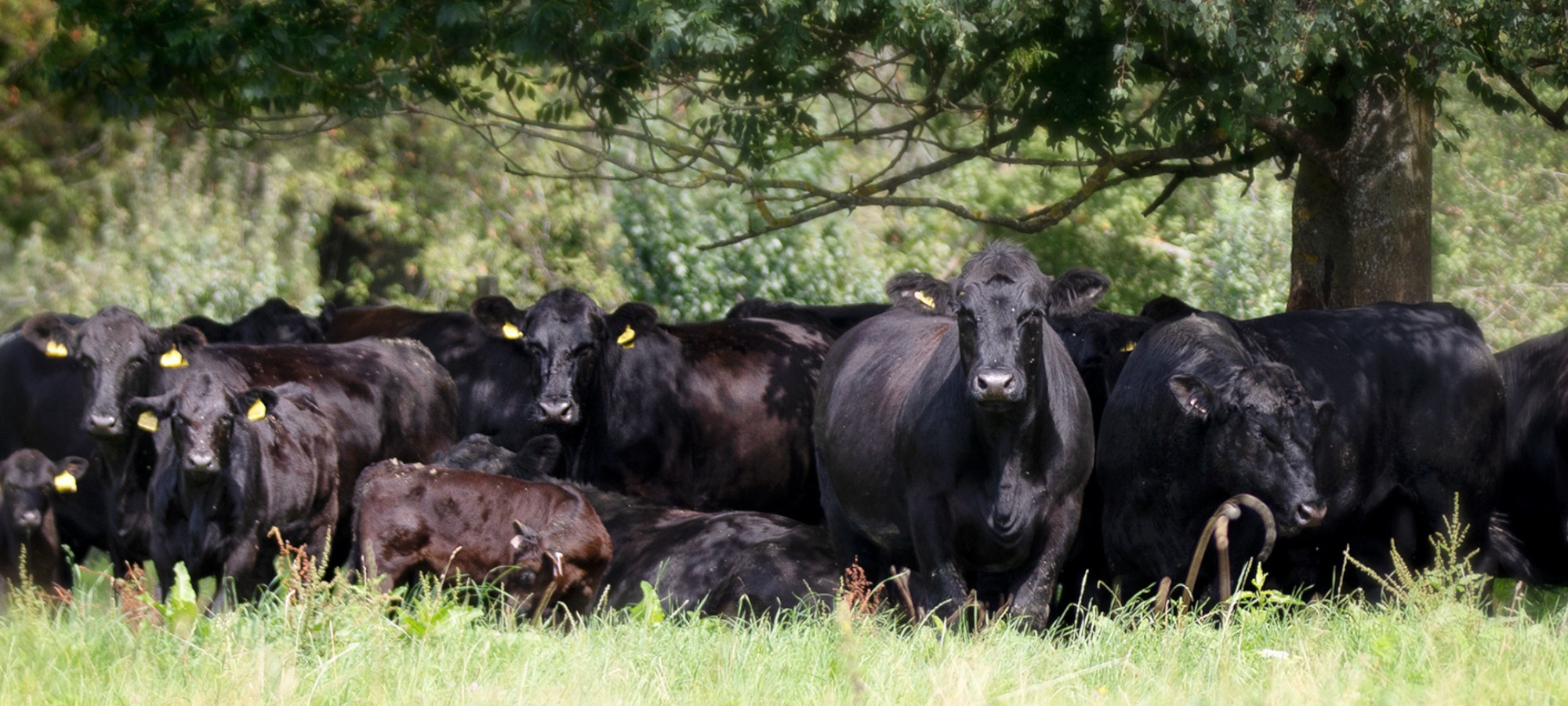kalliste aberdeen angus rinder