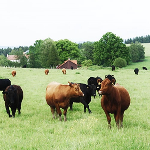 Kalliste Aberdeen Angus cowherd