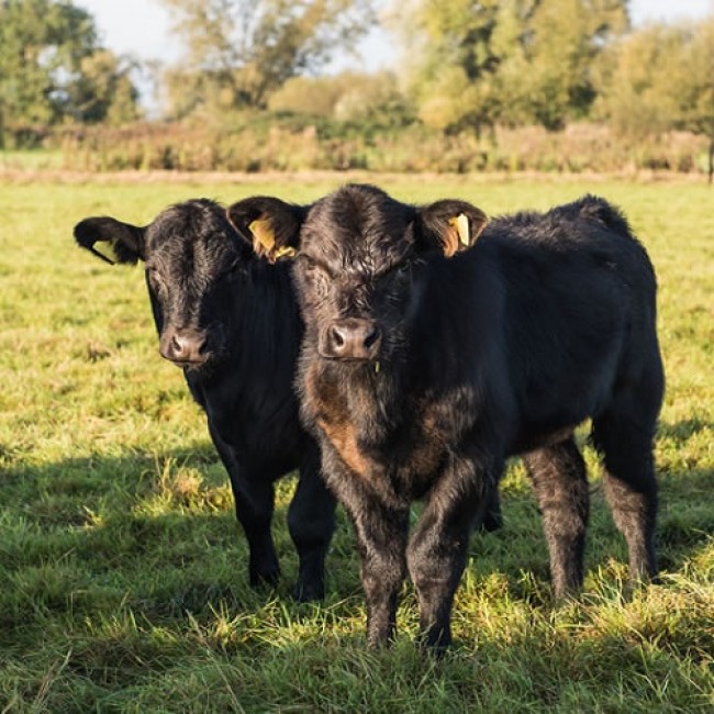 Aberdeen Angus Kälber